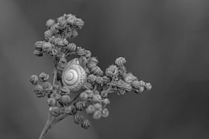 Geringelt umringelt