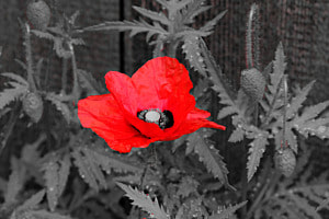 Klatschmohn