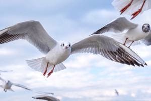 Im Anflug Im Anflug