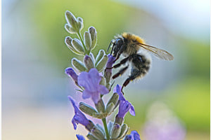 Lavendel Liebe