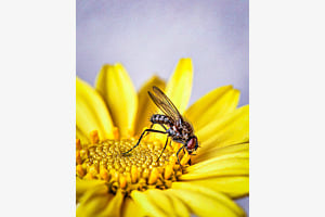 Fliege auf Gerbera Fliege auf Gerbera