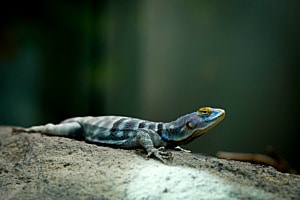 Blauer Felsenleguan 