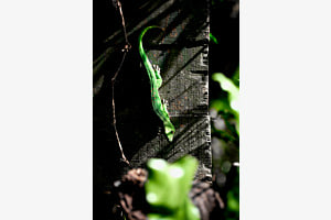 Madagaskar Taggecko