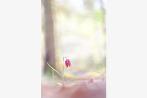 Die Schachbrettblume - Tanz im Morgenlicht