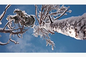 Winterkleid Winterkleid