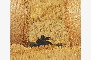 Was ein Glück - Schatten!