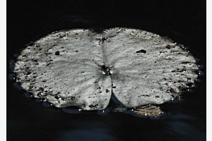 Silberblatt