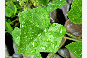 Vom Regen verzaubert