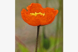 Islandmohn