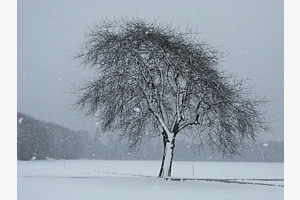 Im Schneegestöber Im Schneegestöber