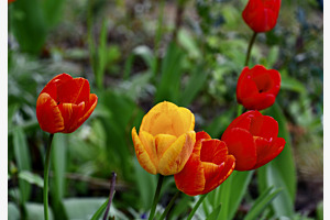 Tulpen 2