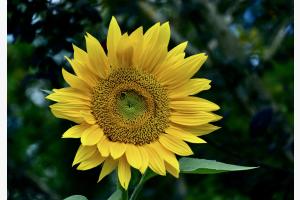 Sonnenblumen