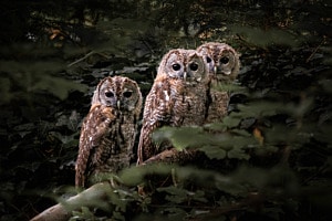 Geschwisterliche Freundschaft