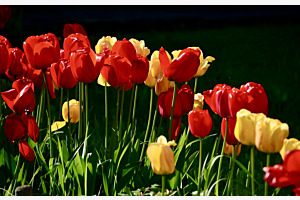 Tulpen