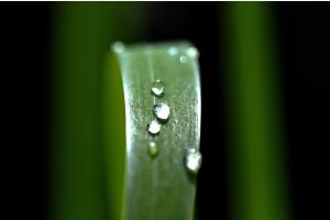Nach dem Sommerregen