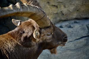 Steinbock