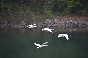 Schwanen-Patrouille über dem Rhein