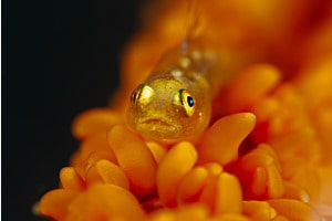 Golden Eye