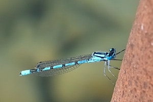 Libelle