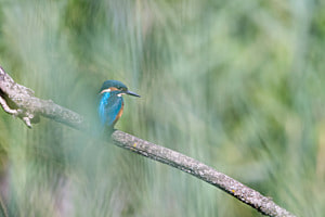 Eisvogel Eisvogel