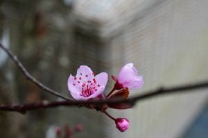 Die erste Blüte ist aufgeplatzt