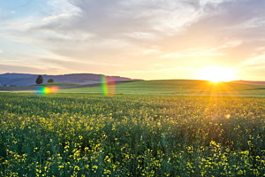 Abendglühen