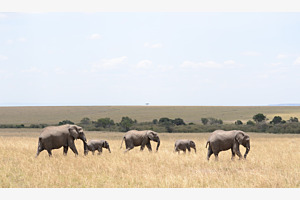 Colors of Kenya 