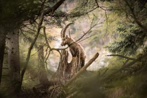 Steinbock im Wald Steinbock im Wald