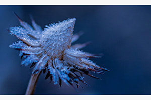 Wintermood Wintermood