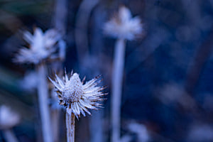 Wintermood Wintermood