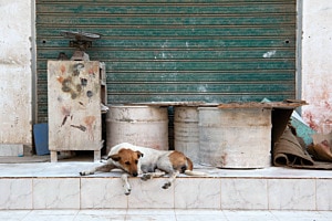 Hund in El Guseir, Ägypten
