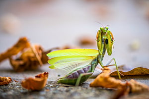 Gottesanbeterin in Abwehrstellung