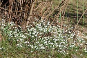 frühling