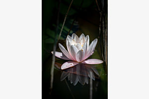 Seerose im Spiegelglanz