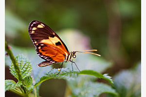 Auf Fotopirsch im Papiliorama