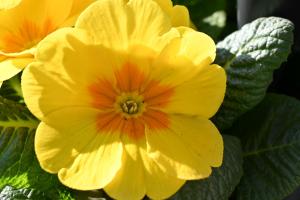 frühling