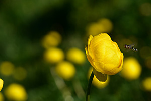 Troll Blume