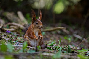 Eichhörnchen