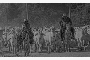 Brasilianische Cowboy "Pantaneira"