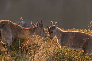tierisch