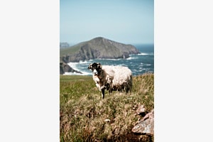 Sheep in Ireland