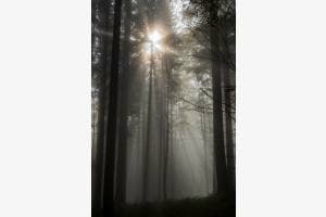 Nebel im Wald Nebel im Wald