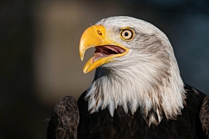 Weisskopfseeadler Weisskopfseeadler