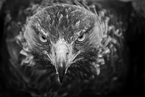 Steinadler Steinadler
