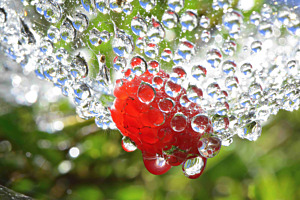 Himbeere im Netz