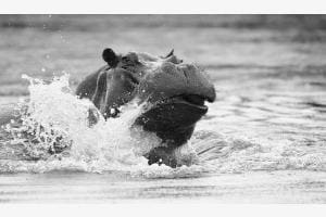 Hippo on the hop Hippo on the hop