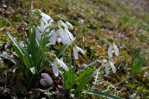 Die Schneeglockenwiese