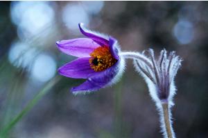Anemone