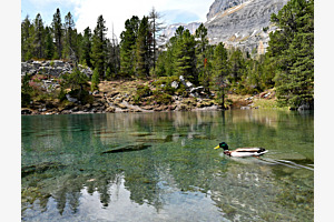 Schwimmrunde im Arvensee