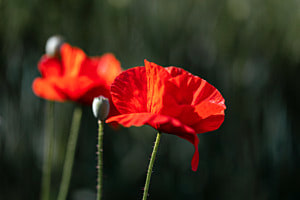 Mohn Mohn